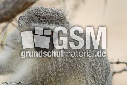 Grüne Meerkatzen (47 von 67).jpg